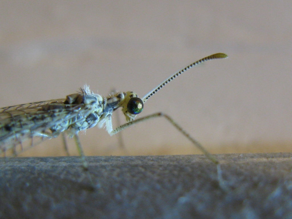 Gymnocnemia variegata.